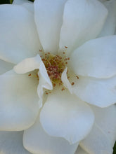 Load image into Gallery viewer, Feminine Confidence