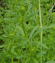 Load image into Gallery viewer, Feminine Confidence