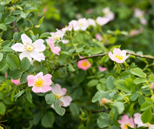 Load image into Gallery viewer, Feminine Confidence