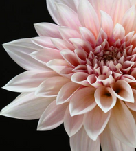 Load image into Gallery viewer, Dahlia Flower Essence