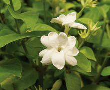 Load image into Gallery viewer, Jasmine Flower Essence