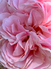 Load image into Gallery viewer, June 4 Venus Cazimi ROSE essence
