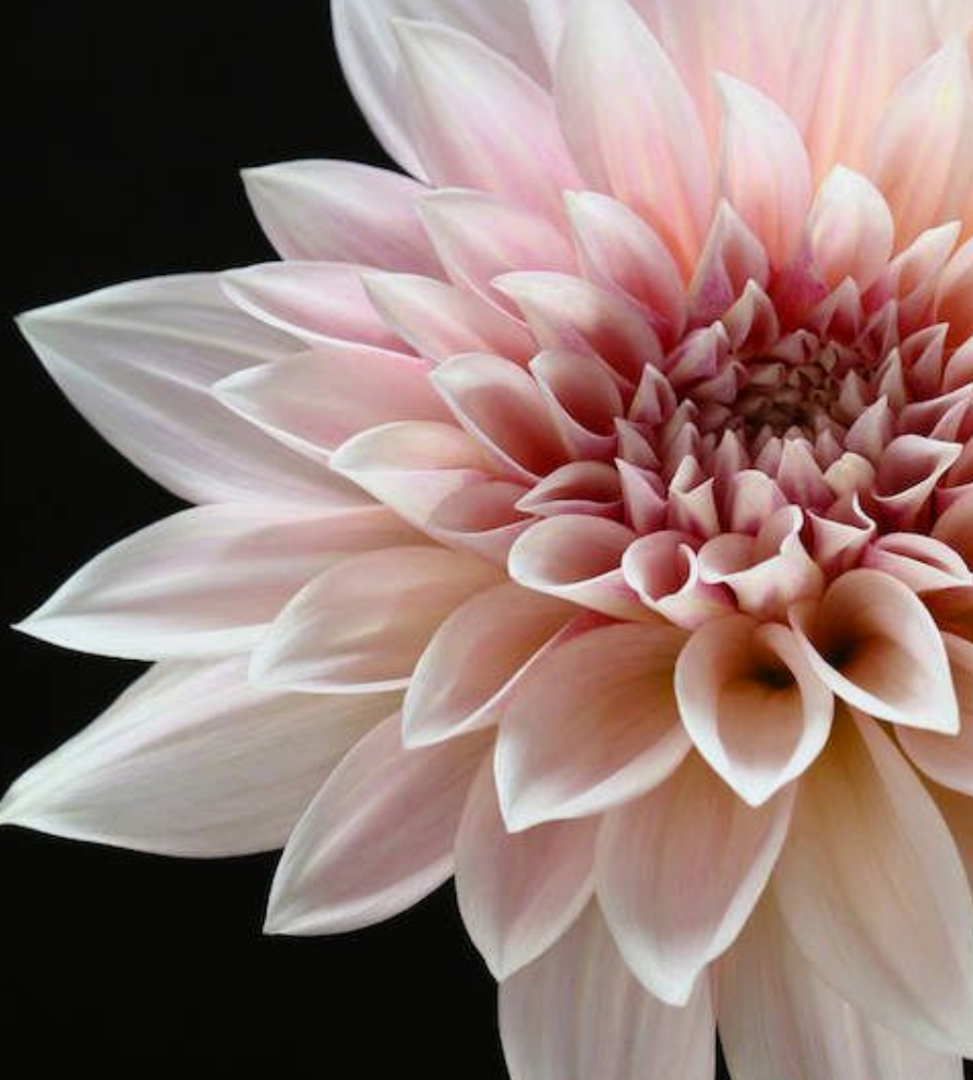 Dahlia Flower Essence